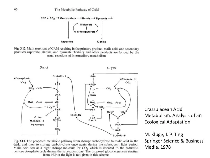 Crassulacean Acid Metabolism: Analysis of an Ecological Adaptation M. Kluge, I. P.