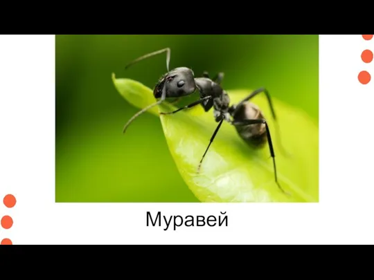 Муравей