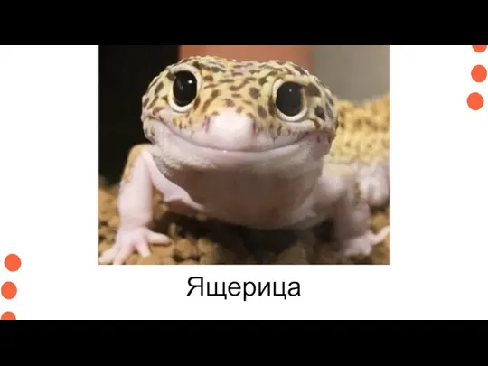 Ящерица