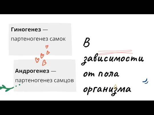 В зависимости от пола организма Гиногенез — партеногенез самок Андрогенез — партеногенез самцов