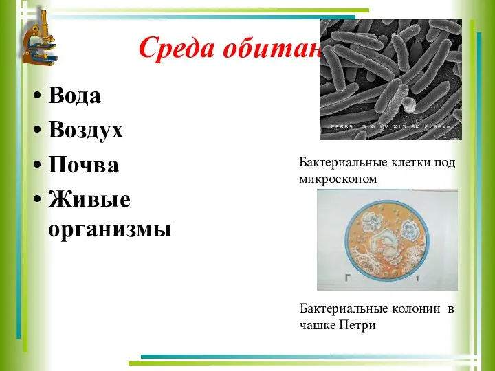 Среда обитания Вода Воздух Почва Живые организмы Бактериальные клетки под микроскопом Бактериальные колонии в чашке Петри