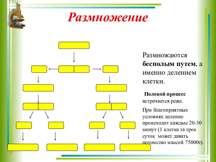 Размножение Размножаются бесполым путем, а именно делением клетки. Половой процесс встречается реже.