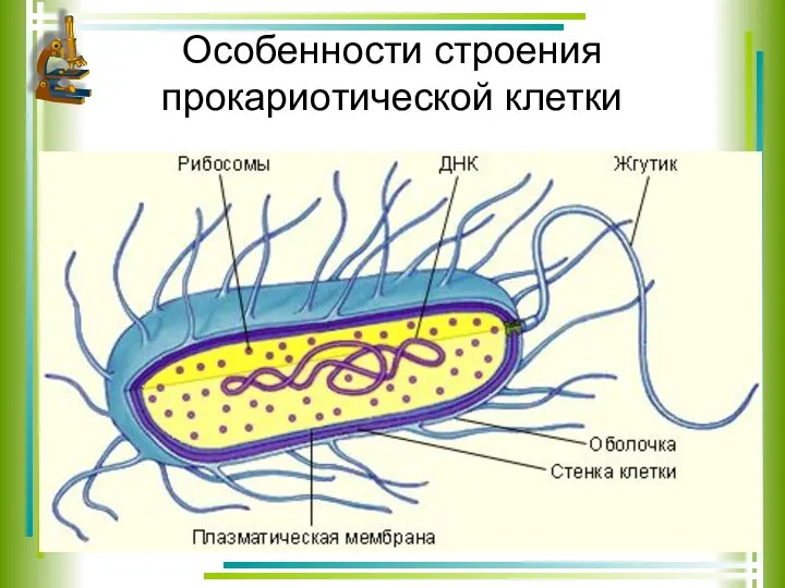 Особенности строения прокариотической клетки
