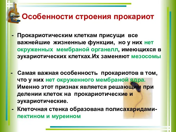 Особенности строения прокариот Прокариотическим клеткам присущи все важнейшие жизненные функции, но у