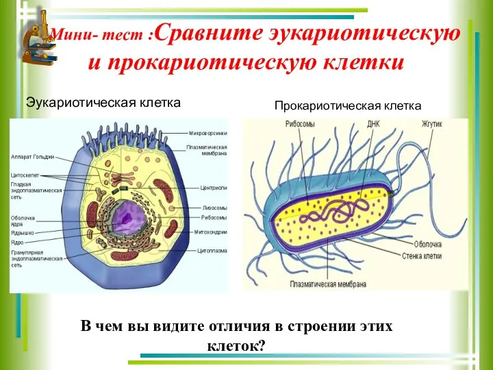 Мини- тест :Сравните эукариотическую и прокариотическую клетки В чем вы видите отличия