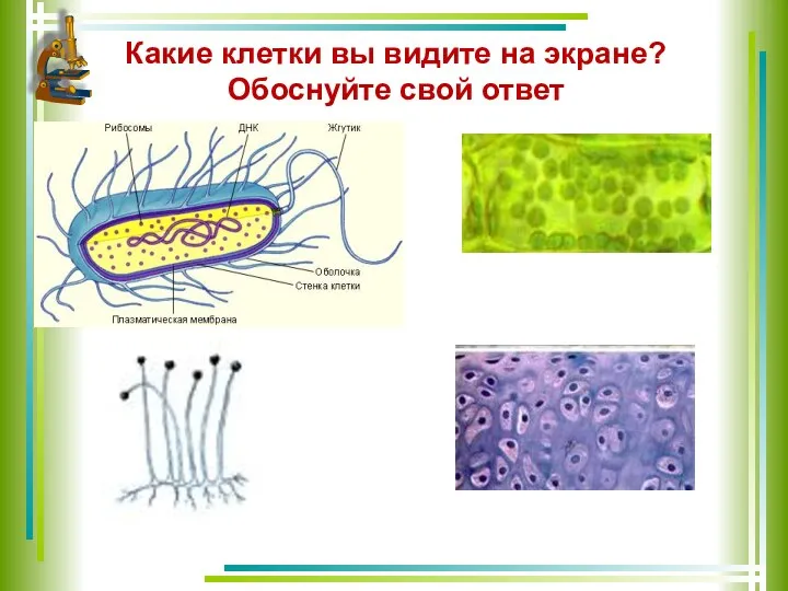 Какие клетки вы видите на экране? Обоснуйте свой ответ