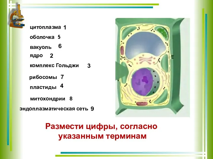 цитоплазма оболочка вакуоль ядро комплекс Гольджи рибосомы пластиды 3 2 1 4