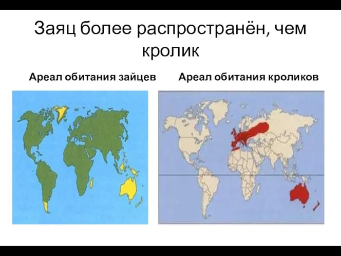 Заяц более распространён, чем кролик Ареал обитания зайцев Ареал обитания кроликов