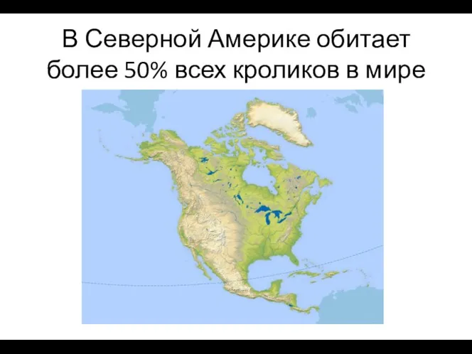 В Северной Америке обитает более 50% всех кроликов в мире