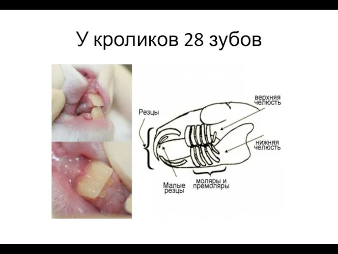 У кроликов 28 зубов