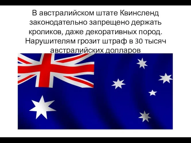 В австралийском штате Квинсленд законодательно запрещено держать кроликов, даже декоративных пород. Нарушителям