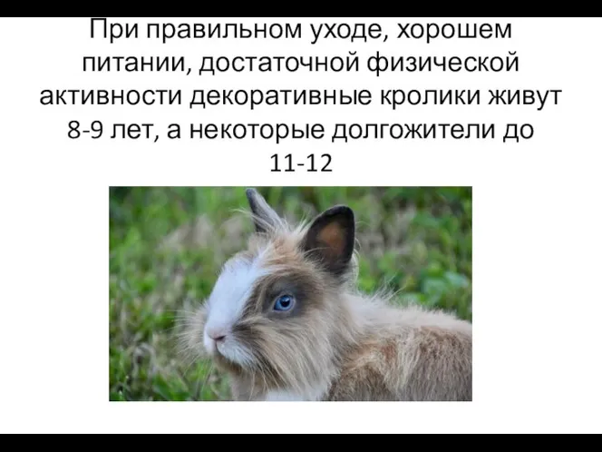 При правильном уходе, хорошем питании, достаточной физической активности декоративные кролики живут 8-9