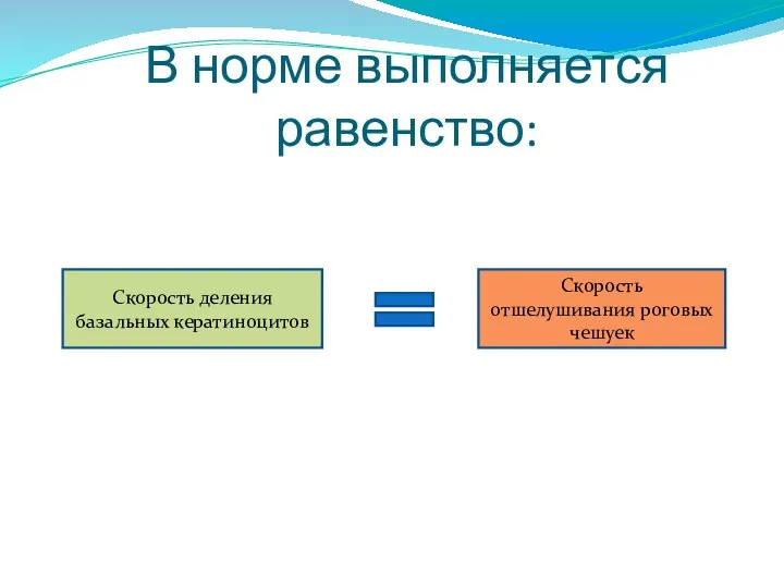 В норме выполняется равенство: Скорость деления базальных кератиноцитов Скорость отшелушивания роговых чешуек