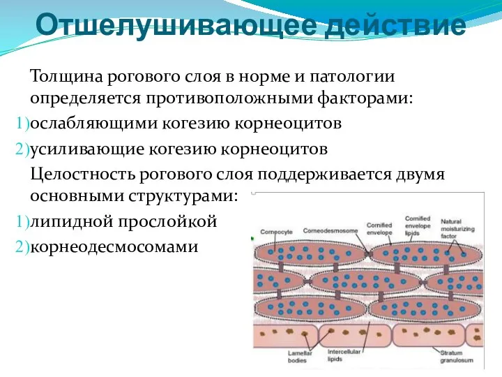 Отшелушивающее действие Толщина рогового слоя в норме и патологии определяется противоположными факторами: