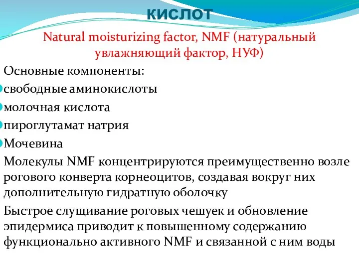 Увлажняющее действие АНА-кислот Natural moisturizing factor, NMF (натуральный увлажняющий фактор, НУФ) Основные