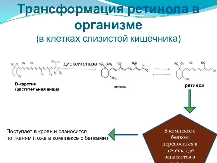 Трансформация ретинола в организме (в клетках слизистой кишечника) Β-каротин (растительная пища) диоксигеназа