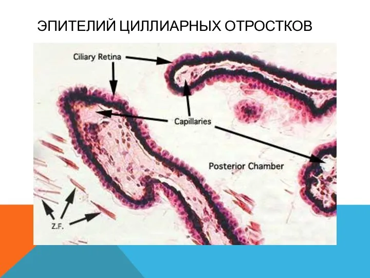 ЭПИТЕЛИЙ ЦИЛЛИАРНЫХ ОТРОСТКОВ