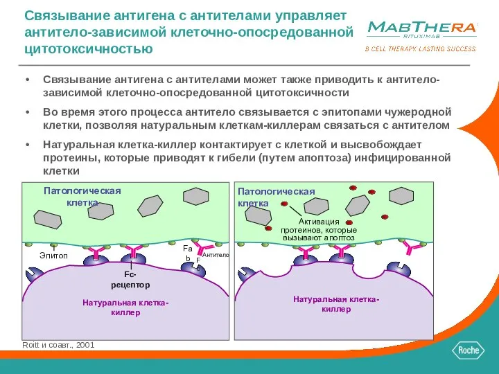 Связывание антигена с антителами может также приводить к антитело-зависимой клеточно-опосредованной цитотоксичности Во