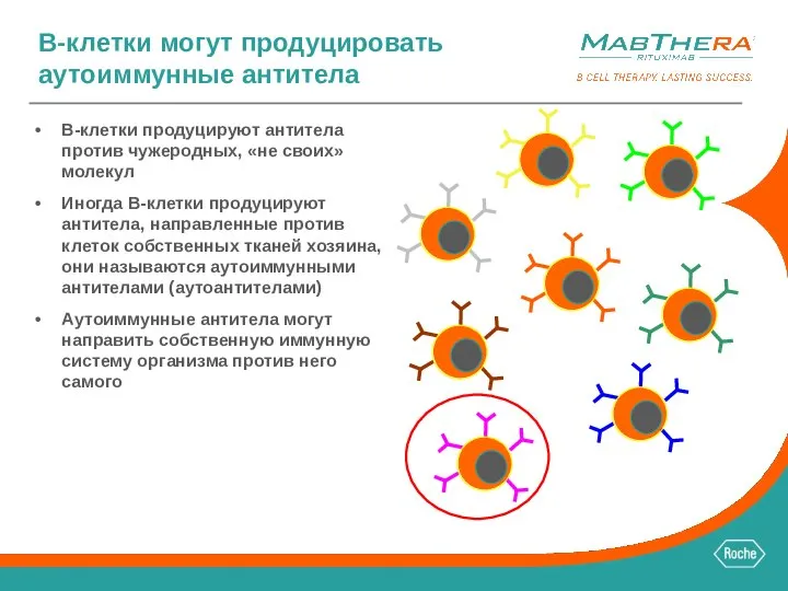 B-клетки могут продуцировать аутоиммунные антитела B-клетки продуцируют антитела против чужеродных, «не своих»