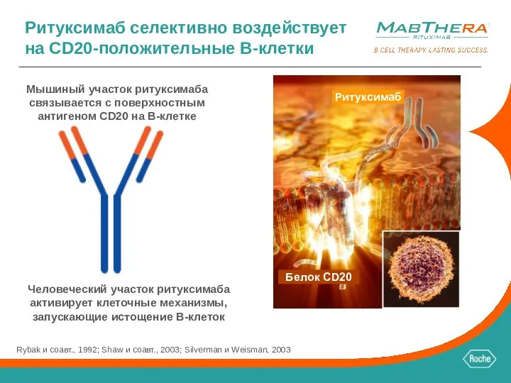 Ритуксимаб селективно воздействует на CD20-положительные B-клетки Мышиный участок ритуксимаба связывается с поверхностным