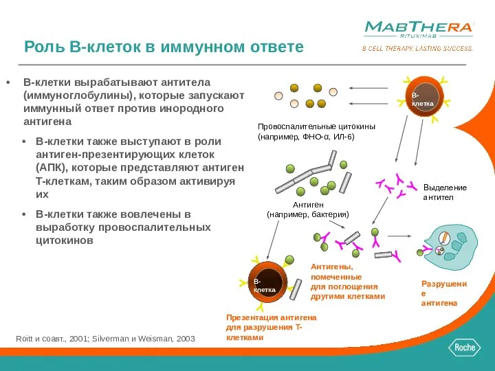 B-клетки вырабатывают антитела (иммуноглобулины), которые запускают иммунный ответ против инородного антигена B-клетки