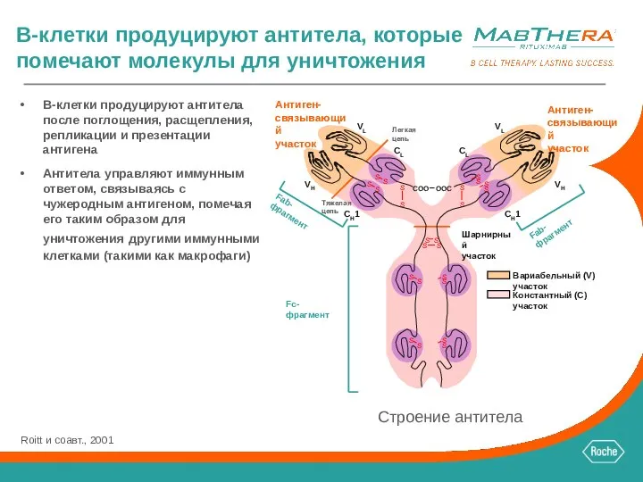 B-клетки продуцируют антитела, которые помечают молекулы для уничтожения B-клетки продуцируют антитела после