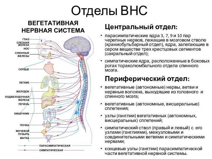 Отделы ВНС Центральный отдел: парасимпатические ядра 3, 7, 9 и 10 пар