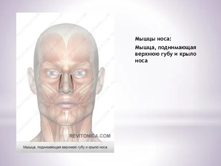 Мышцы носа: Мышца, поднимающая верхнюю губу и крыло носа