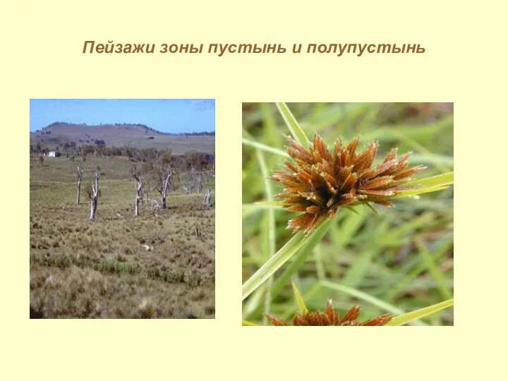 Пейзажи зоны пустынь и полупустынь