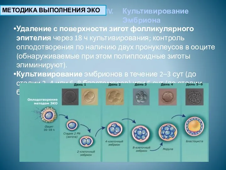 МЕТОДИКА ВЫПОЛНЕНИЯ ЭКО Культивирование Эмбриона Удаление с поверхности зигот фолликулярного эпителия через