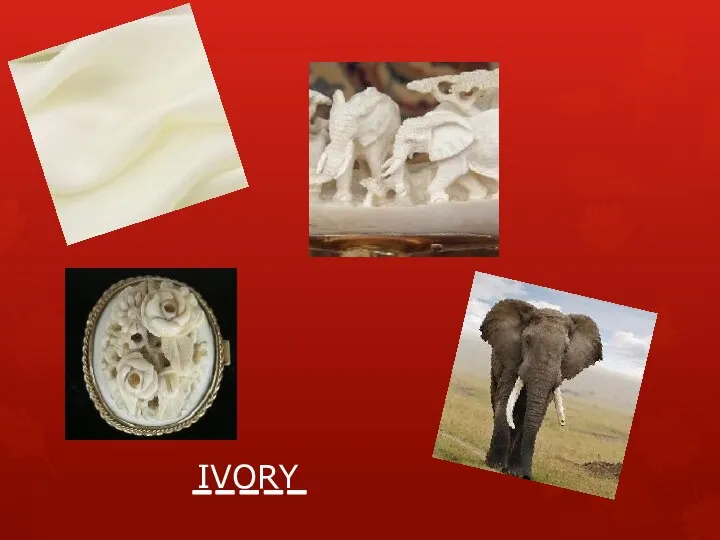 IVORY