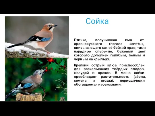 Сойка Птичка, получившая имя от древнерусского глагола «сиять», описывающего как её бойкий