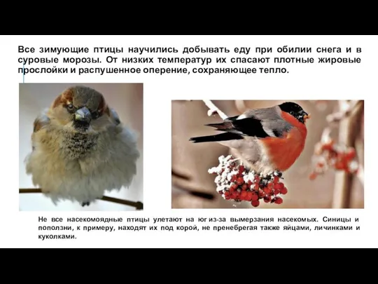 Все зимующие птицы научились добывать еду при обилии снега и в суровые