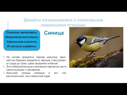 Давайте познакомимся с некоторыми зимующими птицами. Спинкою зеленовата, Животиком желтовата, Черненькая шапочка,