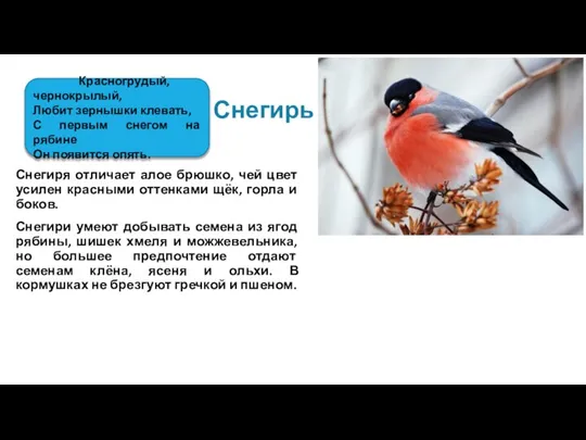 Снегиря отличает алое брюшко, чей цвет усилен красными оттенками щёк, горла и