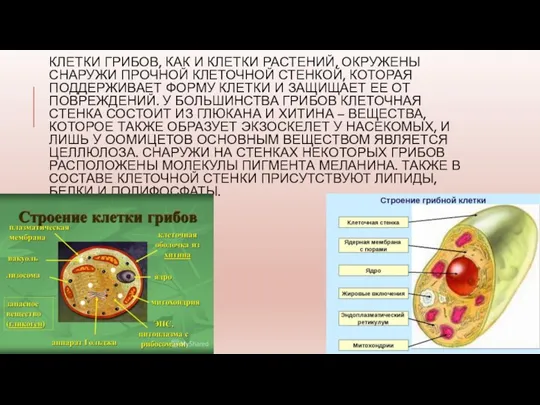 КЛЕТКИ ГРИБОВ, КАК И КЛЕТКИ РАСТЕНИЙ, ОКРУЖЕНЫ СНАРУЖИ ПРОЧНОЙ КЛЕТОЧНОЙ СТЕНКОЙ, КОТОРАЯ