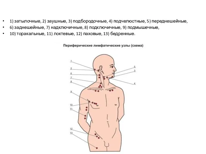 1) затылочные, 2) заушные, 3) подбородочные, 4) подчелюстные, 5) переднешейные, 6) заднешейные,