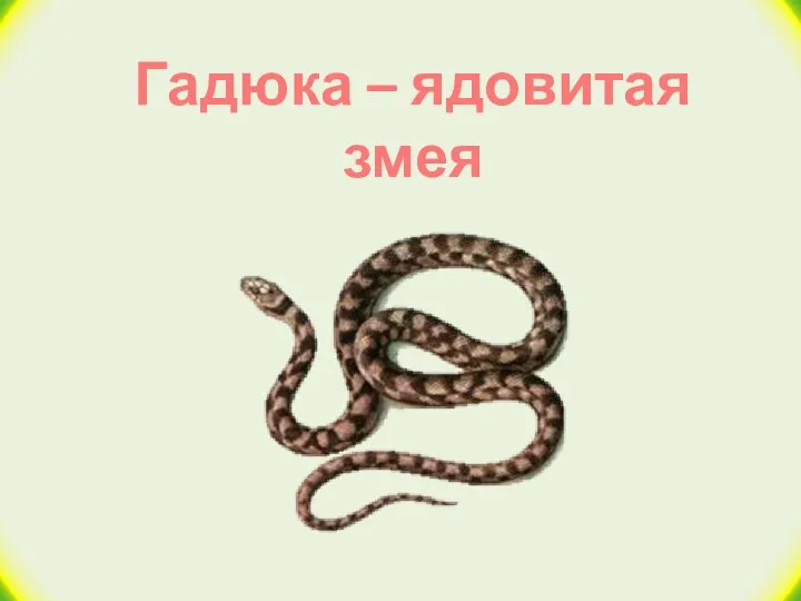 Гадюка – ядовитая змея