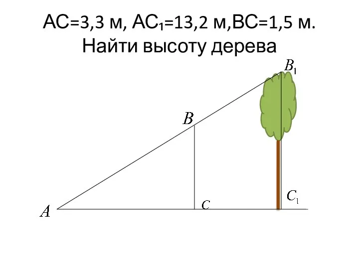 АС=3,3 м, АС₁=13,2 м,ВС=1,5 м. Найти высоту дерева