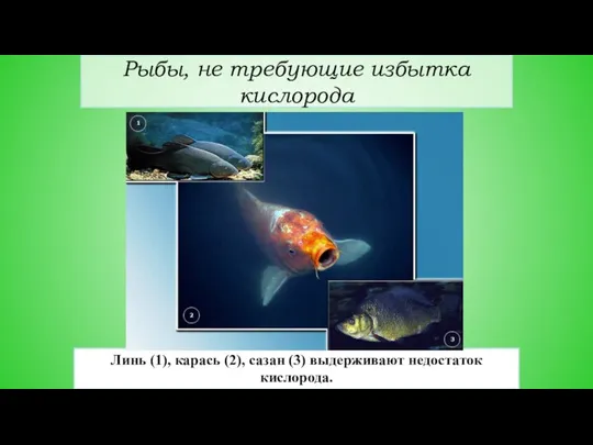 Рыбы, не требующие избытка кислорода Линь (1), карась (2), сазан (3) выдерживают недостаток кислорода.