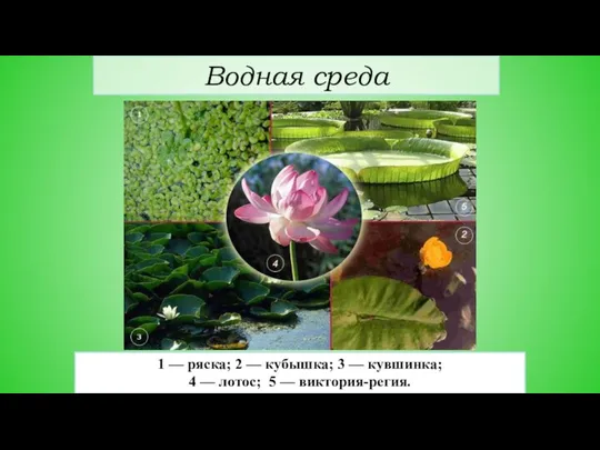 Водная среда 1 — ряска; 2 — кубышка; 3 — кувшинка; 4