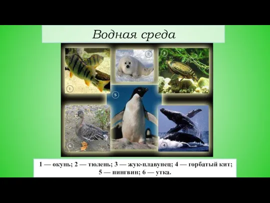 1 — окунь; 2 — тюлень; 3 — жук-плавунец; 4 — горбатый