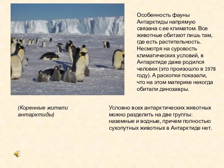 Особенность фауны Антарктиды напрямую связана с ее климатом. Все животные обитают лишь