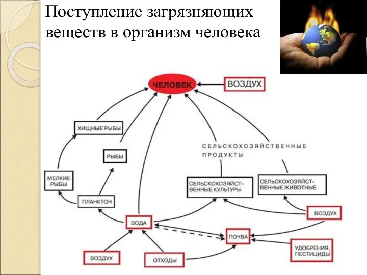 Поступление загрязняющих веществ в организм человека