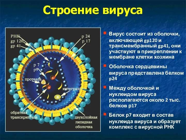 Строение вируса Вирус состоит из оболочки, включающей gp120 и трансмембранный gp41, они