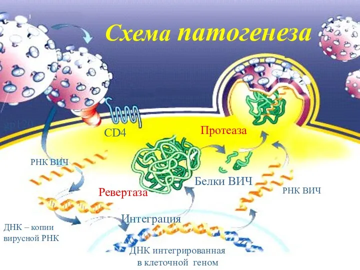 Схема патогенеза PНК ВИЧ Ревертаза ДНК – копии вирусной РНК Интеграция Белки
