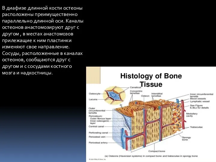 В диафизе длинной кости остеоны расположены преимущественно параллельно длинной оси. Каналы остеонов