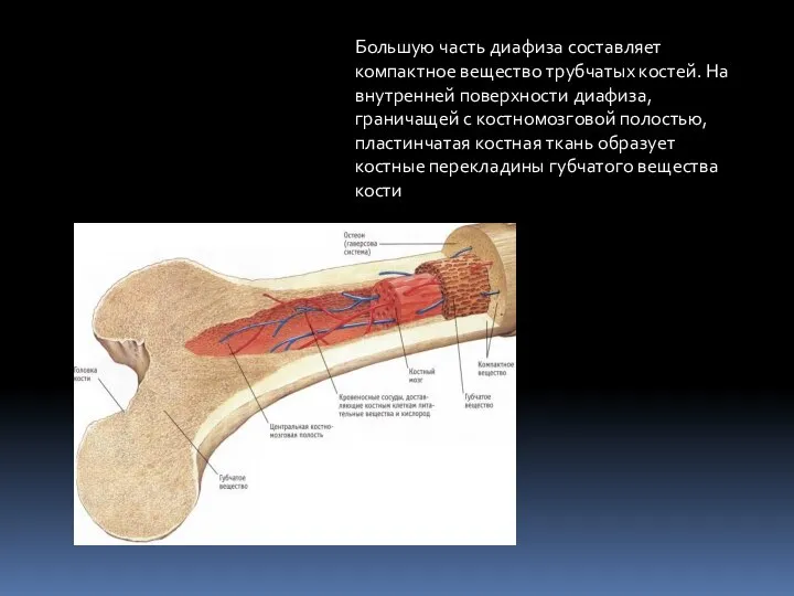 Большую часть диафиза составляет компактное вещество трубчатых костей. На внутренней поверхности диафиза,