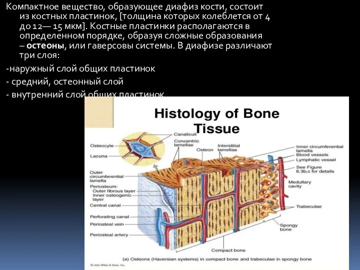 Компактное вещество, образующее диафиз кости, состоит из костных пластинок, [толщина которых колеблется