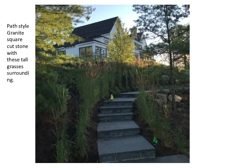 Path style Granite square cut stone with these tall grasses surrounding.